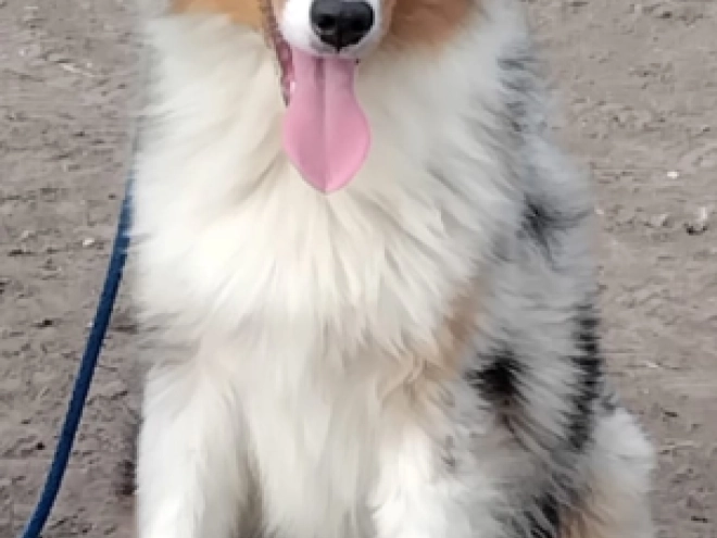 Australian Shepherd puppy for sale