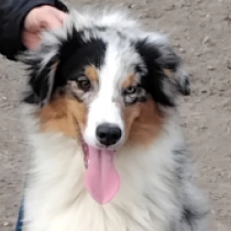 Titan, merle Australian Shepherd for sale
