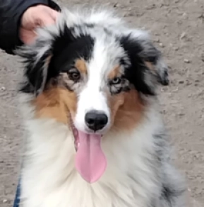 Australian Shepherd puppy for sale