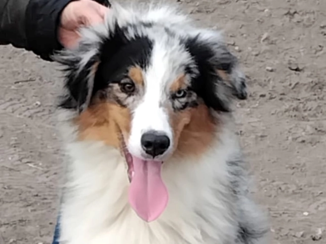 Australian Shepherd puppy for sale