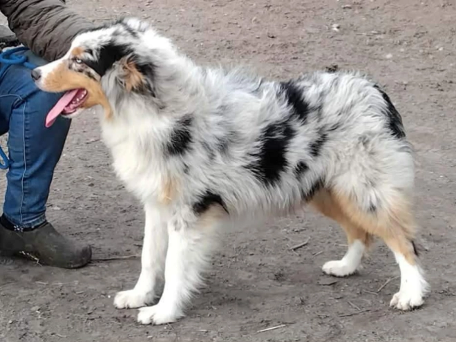 Australian Shepherd puppy for sale