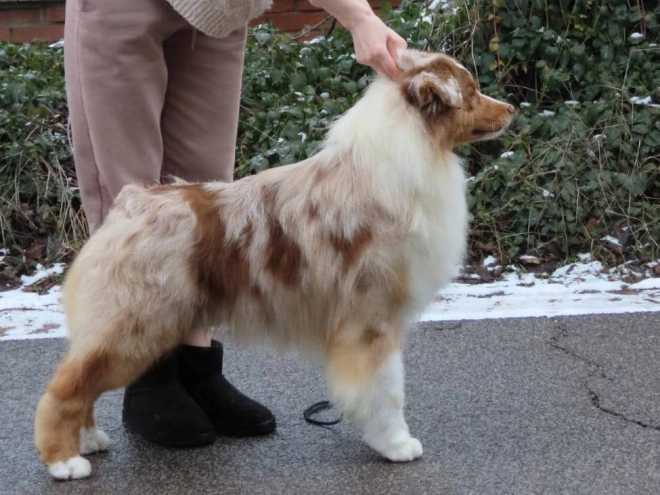 Australian Shepherd puppy for sale