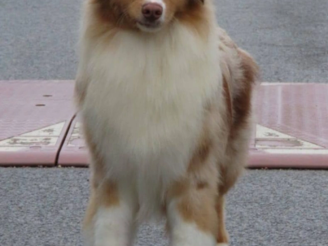 Australian Shepherd puppy for sale