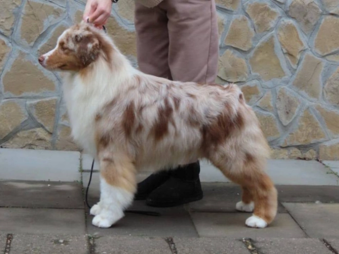 Australian Shepherd puppy for sale