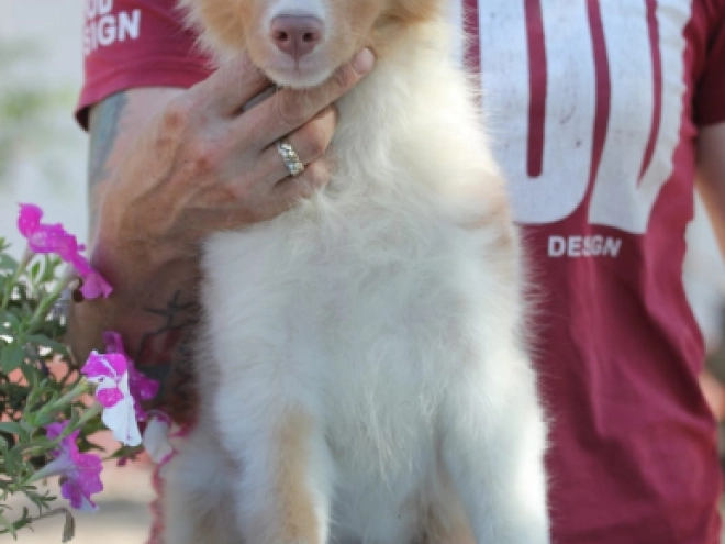 Australian Shepherd puppy for sale