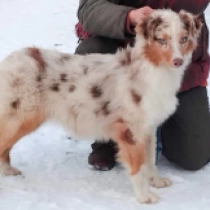 Sephia, red merle Australian Shepherd for sale