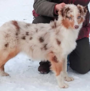 Australian Shepherd puppy for sale