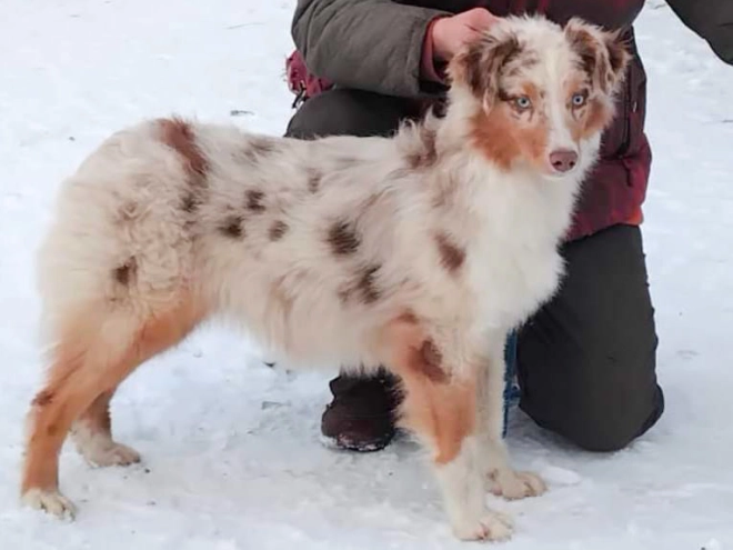 Australian Shepherd puppy for sale