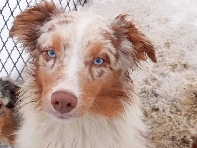 Australian Shepherd puppy for sale