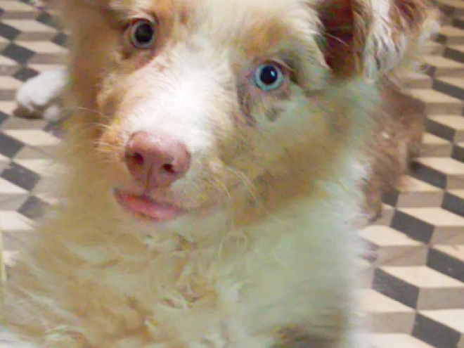 Australian Shepherd puppy for sale