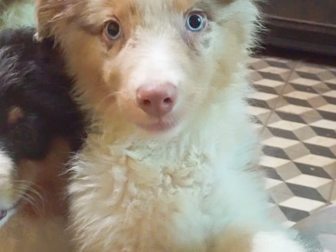 Australian Shepherd puppy for sale