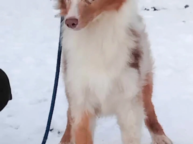 Australian Shepherd puppy for sale