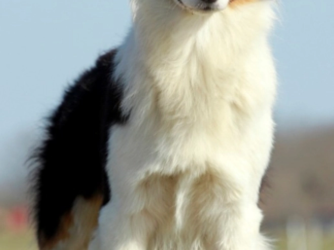 Australian Shepherd puppy for sale
