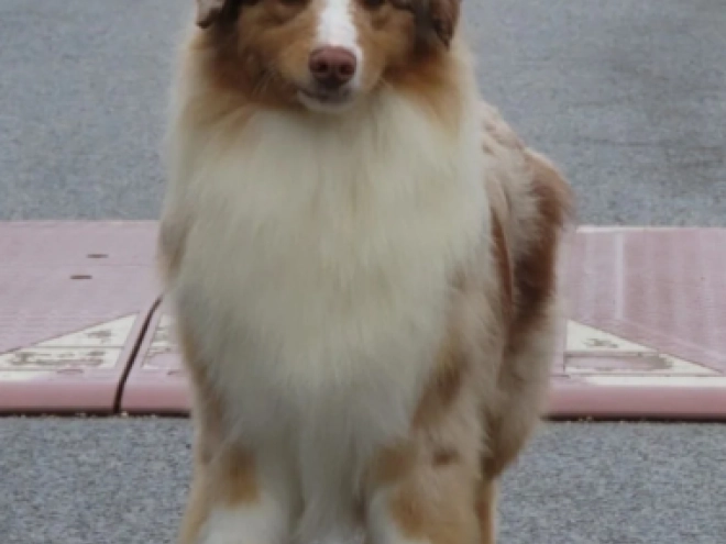 Australian Shepherd puppy for sale