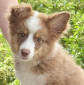 Australian Shepherd puppy for sale