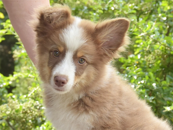 Australian Shepherd puppy for sale