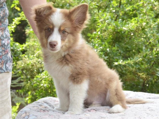 Australian Shepherd puppy for sale