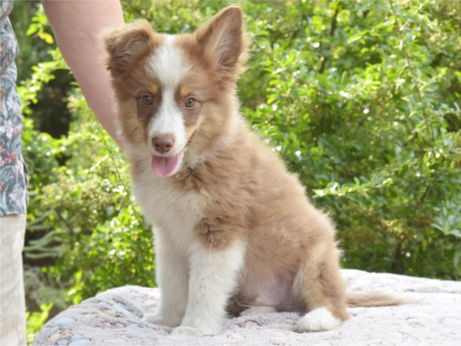 Australian Shepherd puppy for sale
