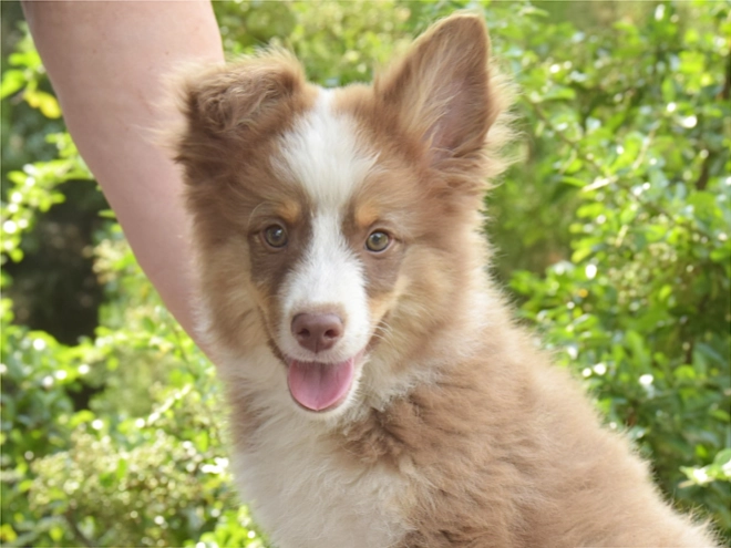 Australian Shepherd puppy for sale