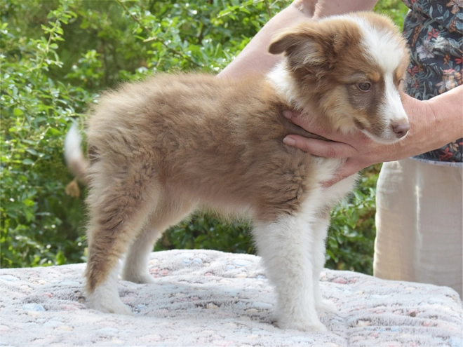 Australian Shepherd puppy for sale