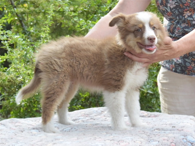 Australian Shepherd puppy for sale