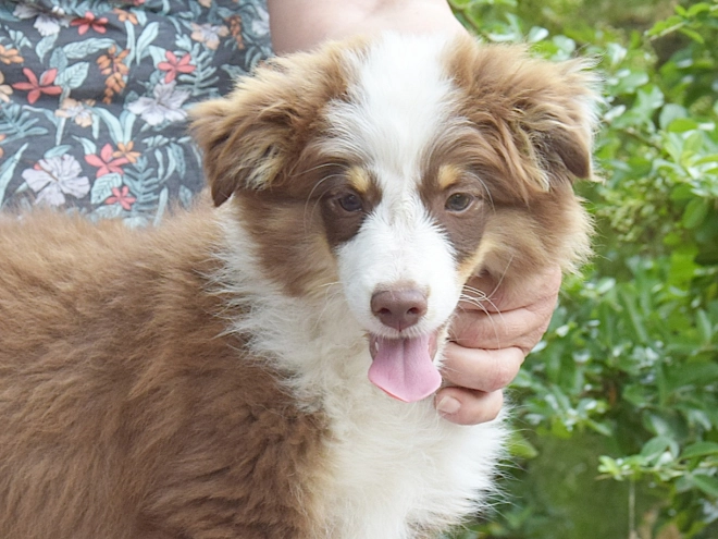 Australian Shepherd puppy for sale