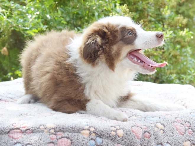 Australian Shepherd puppy for sale