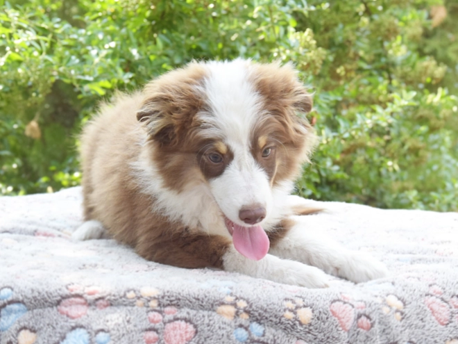 Australian Shepherd puppy for sale