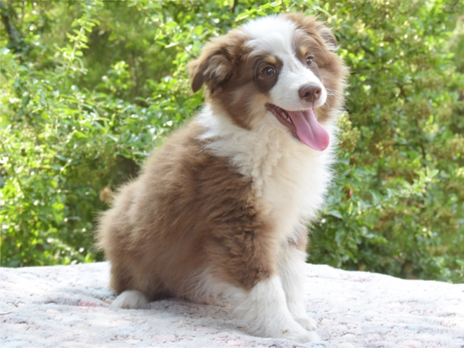 Australian Shepherd puppy for sale
