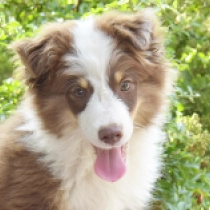 Smarty – Miniature American Shepherd, red tricolor Australian Shepherd Welpen kaufen