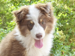 Australian Shepherd puppy for sale