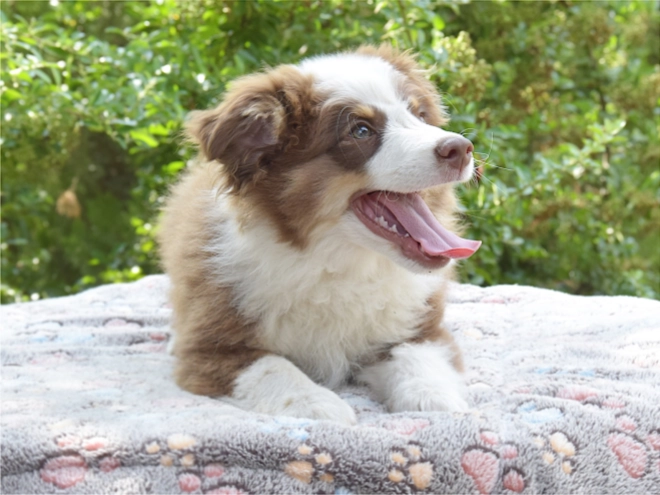 Australian Shepherd puppy for sale