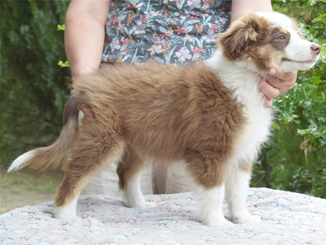 Australian Shepherd puppy for sale