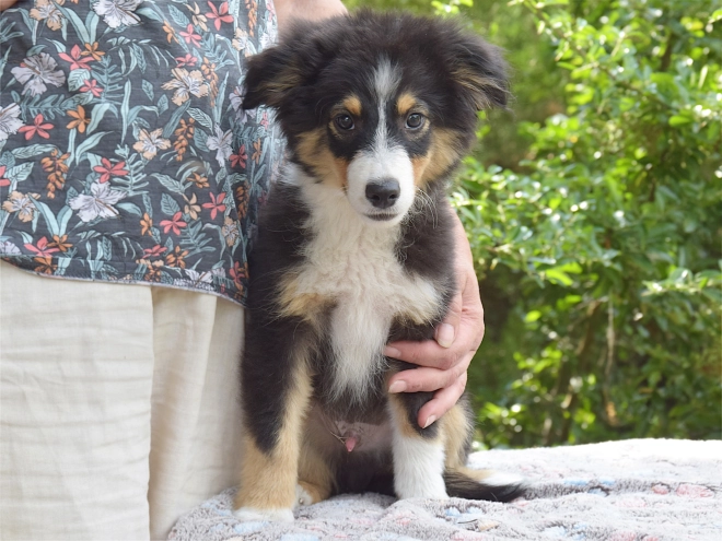 Australian Shepherd puppy for sale