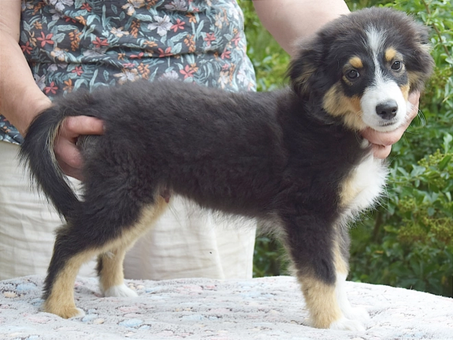 Australian Shepherd puppy for sale