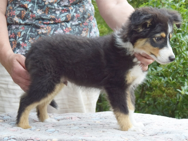 Australian Shepherd puppy for sale