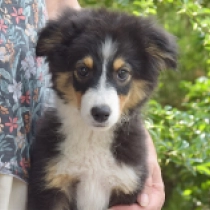Shadow – Miniature American Shepherd, black tricolor Australian Shepherd Welpen kaufen