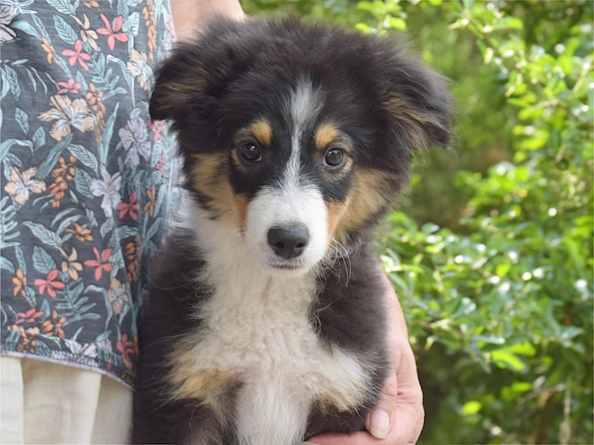 Australian Shepherd puppy for sale
