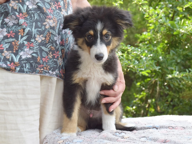 Australian Shepherd puppy for sale