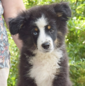 Australian Shepherd puppy for sale