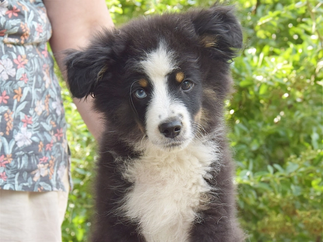 Australian Shepherd puppy for sale