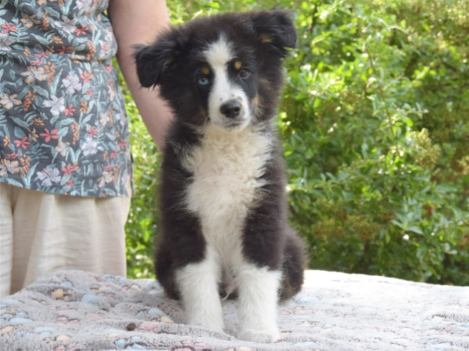 Australian Shepherd puppy for sale
