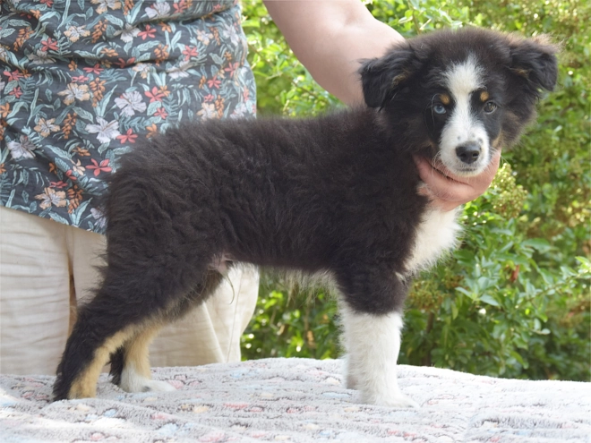 Australian Shepherd puppy for sale