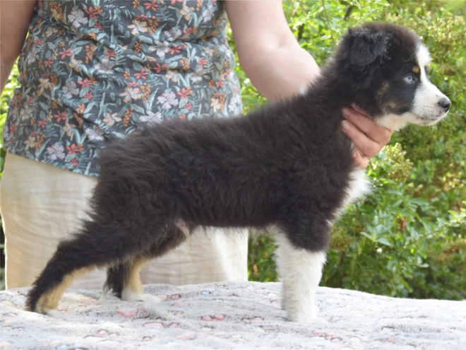 Australian Shepherd puppy for sale