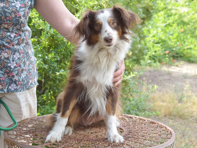 Australian Shepherd puppy for sale
