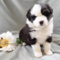 Rosie,  Australian Shepherd for sale