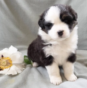 Australian Shepherd puppy for sale