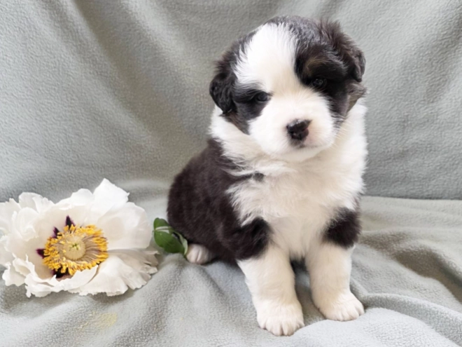 Australian Shepherd puppy for sale