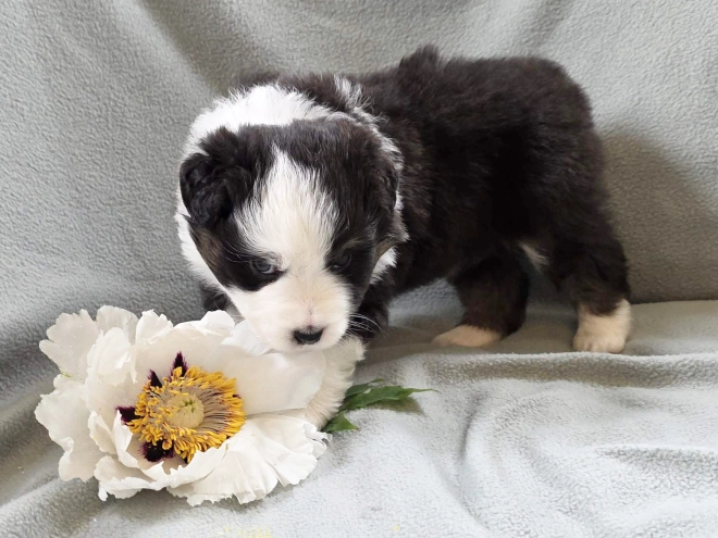Australian Shepherd puppy for sale
