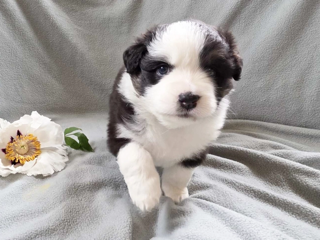Australian Shepherd puppy for sale